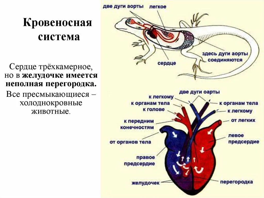 У ящерицы четырехкамерное сердце. Кровеносная система рептилий сердце. Кровеносная система пресмыкающихся 7 класс биология. Строение серцпрыткой ящерицы. Строение кровеносной системы и сердца рептилии.