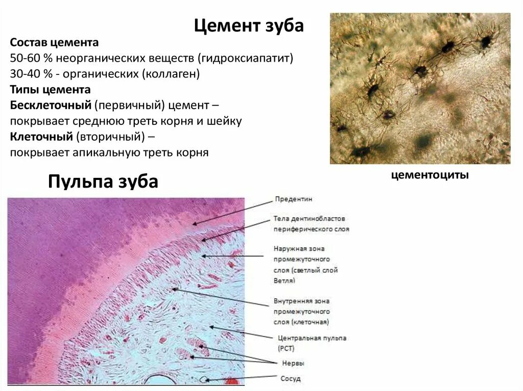 Эмаль пульпа зуба гистология. Образование дентина гистология препарат. Пульпа гистология препарат. Строение эмали зуба гистология.