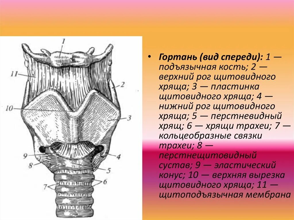 Суставы и связки гортани вид спереди. Строение гортани спереди. Подъязычная кость рога. Строение гортани вид спереди.