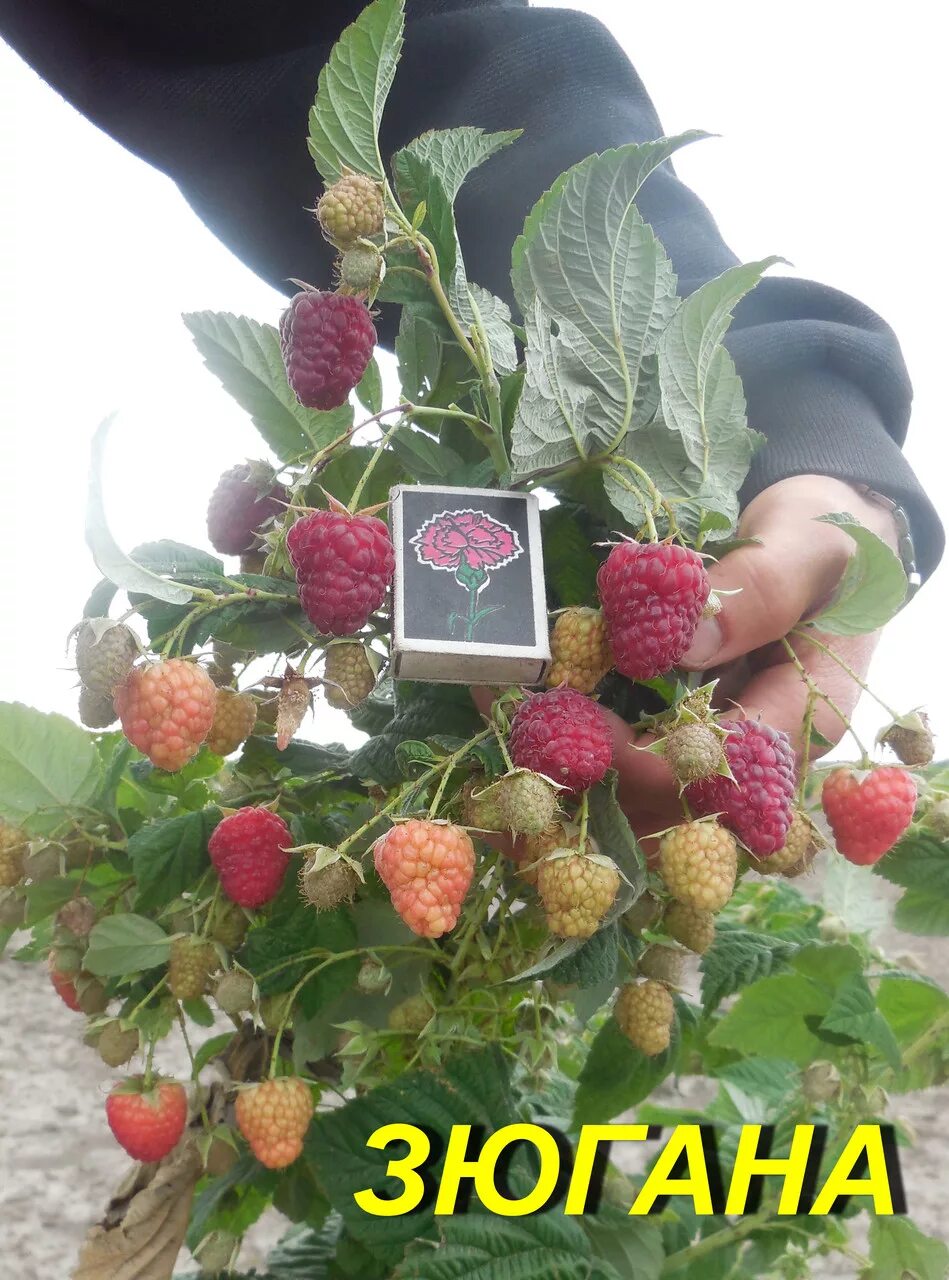 Малина зюгана описание сорта фото отзывы садоводов 1 Pianta Di Lampone Rosso Primalba Varieta' Molto Precoce