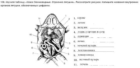 Изучите таблицу особенности строения