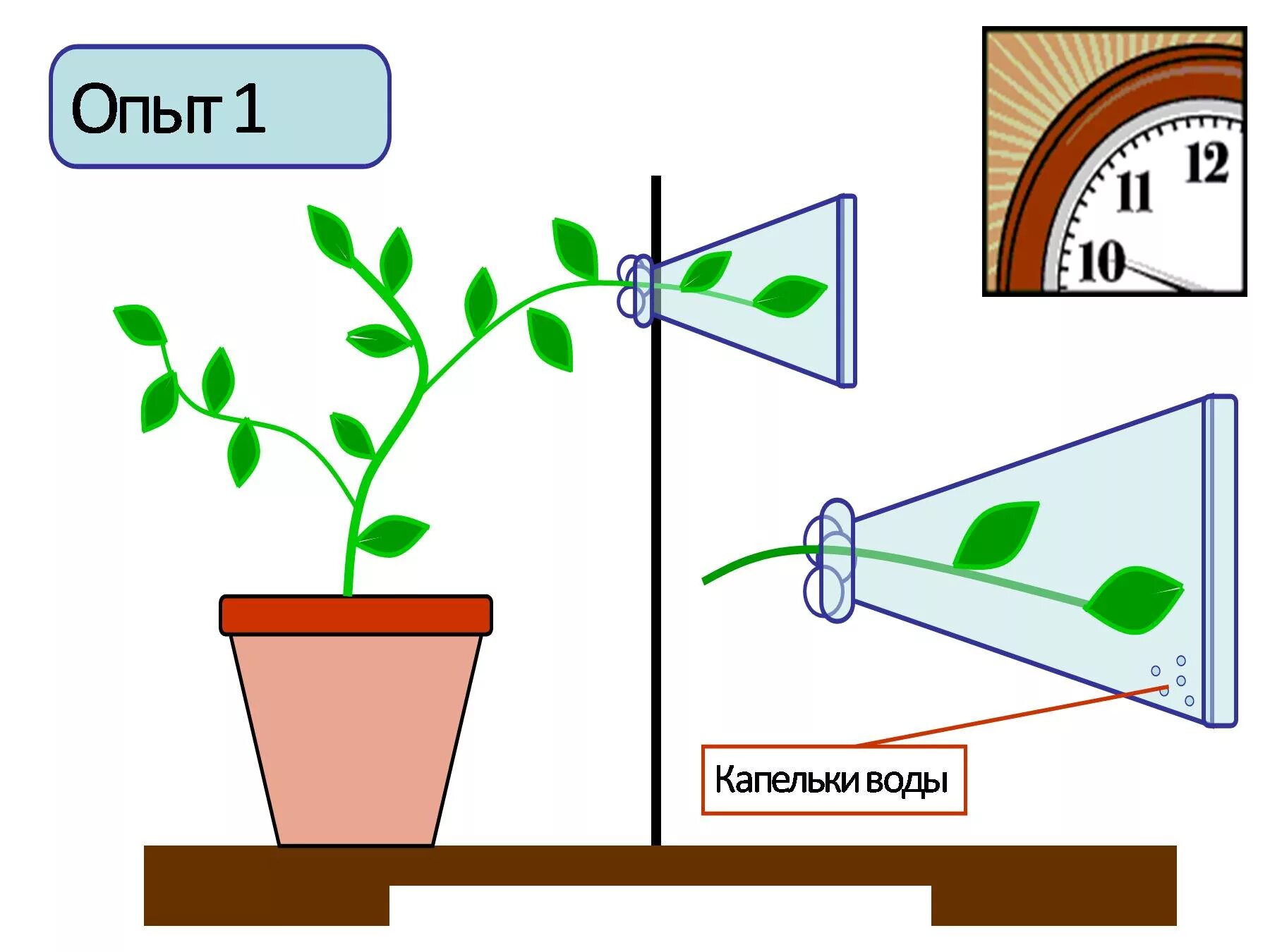 Опыт испарение воды листьями. Опыт испарение воды растениями. Эксперимент испарение воды листьями растений. Опыт показывающий испарение воды растениями. Зачем листьям вода