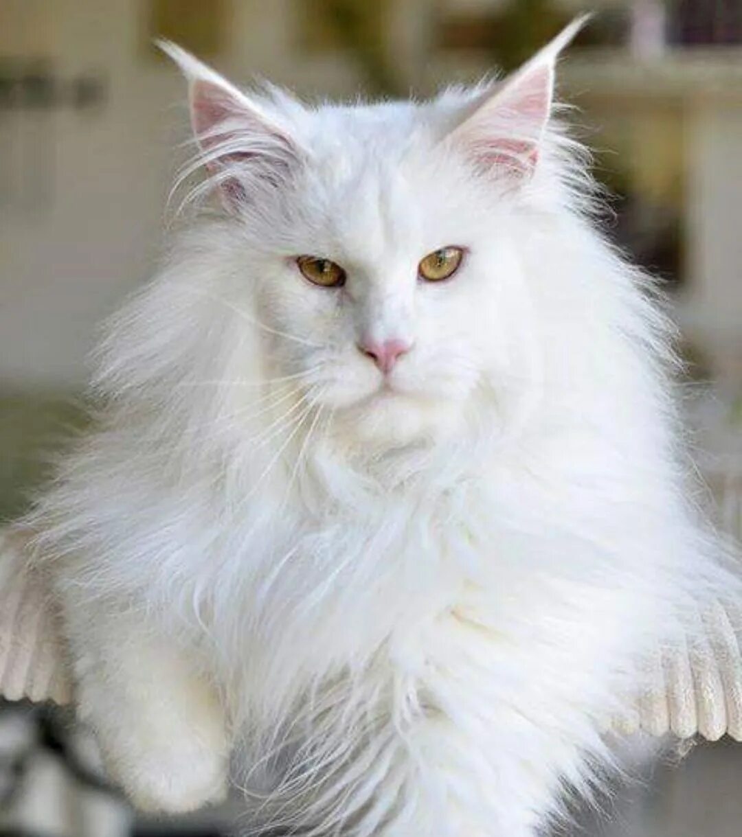 Белый мейкун. Мейн кун белый. Мейн кун альбинос. Белая кошка Мейн кун. Белые Мейн куны.