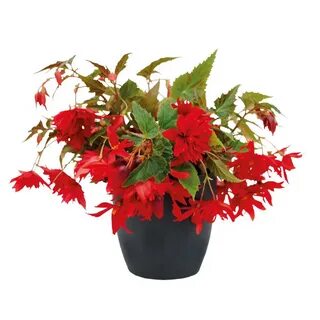 Begonia Funky ® Scarlet - Beekenkamp Plants.