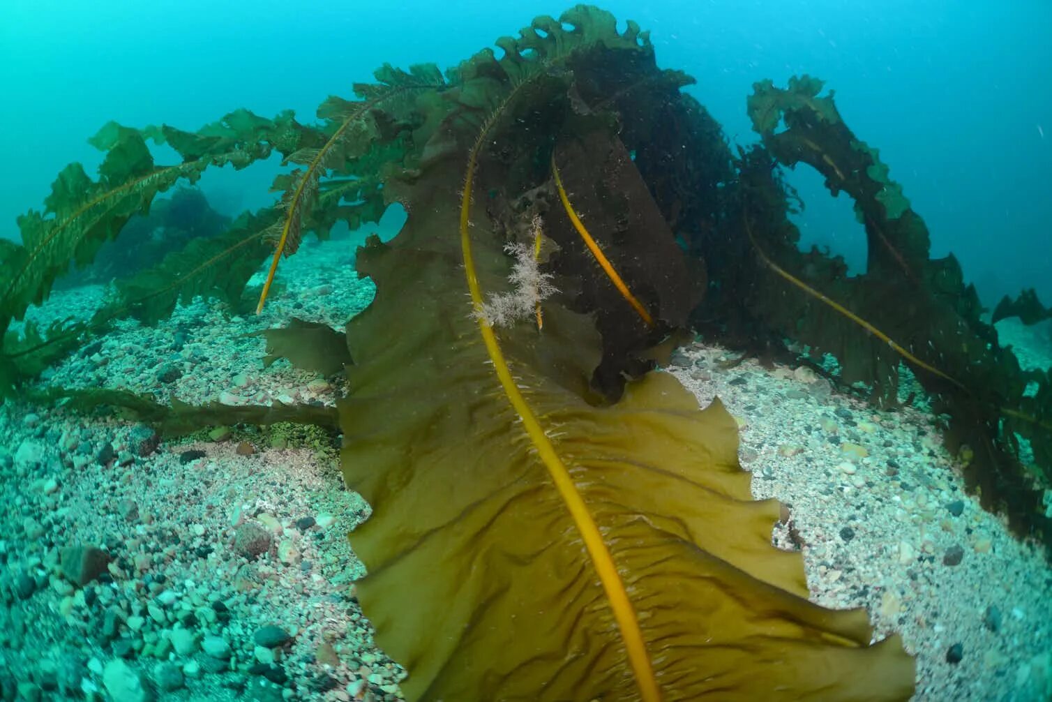 Ламинария в Северном Ледовитом океане. Морские водоросли Северного Ледовитого океана. Дно Ледовитого океана. Дно Северного Ледовитого океана. На дне ледовитого океана