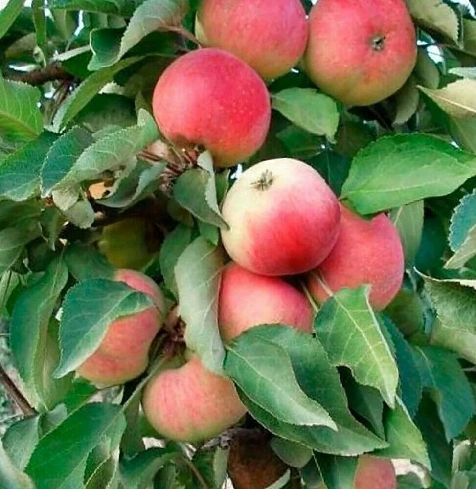 Сорт помидор кумир. Семена томатов кумир. Сорт помидор кумир. Яблоня колонновидная (в коробке) сенатор. Сорт кумир.