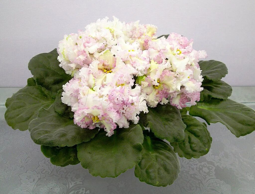 Сенполия ав роскошь. Сенполия ав роскошь. Фиалка ав роскошь. Сенполия ав роскошь. Фиалка золотая роскошь.