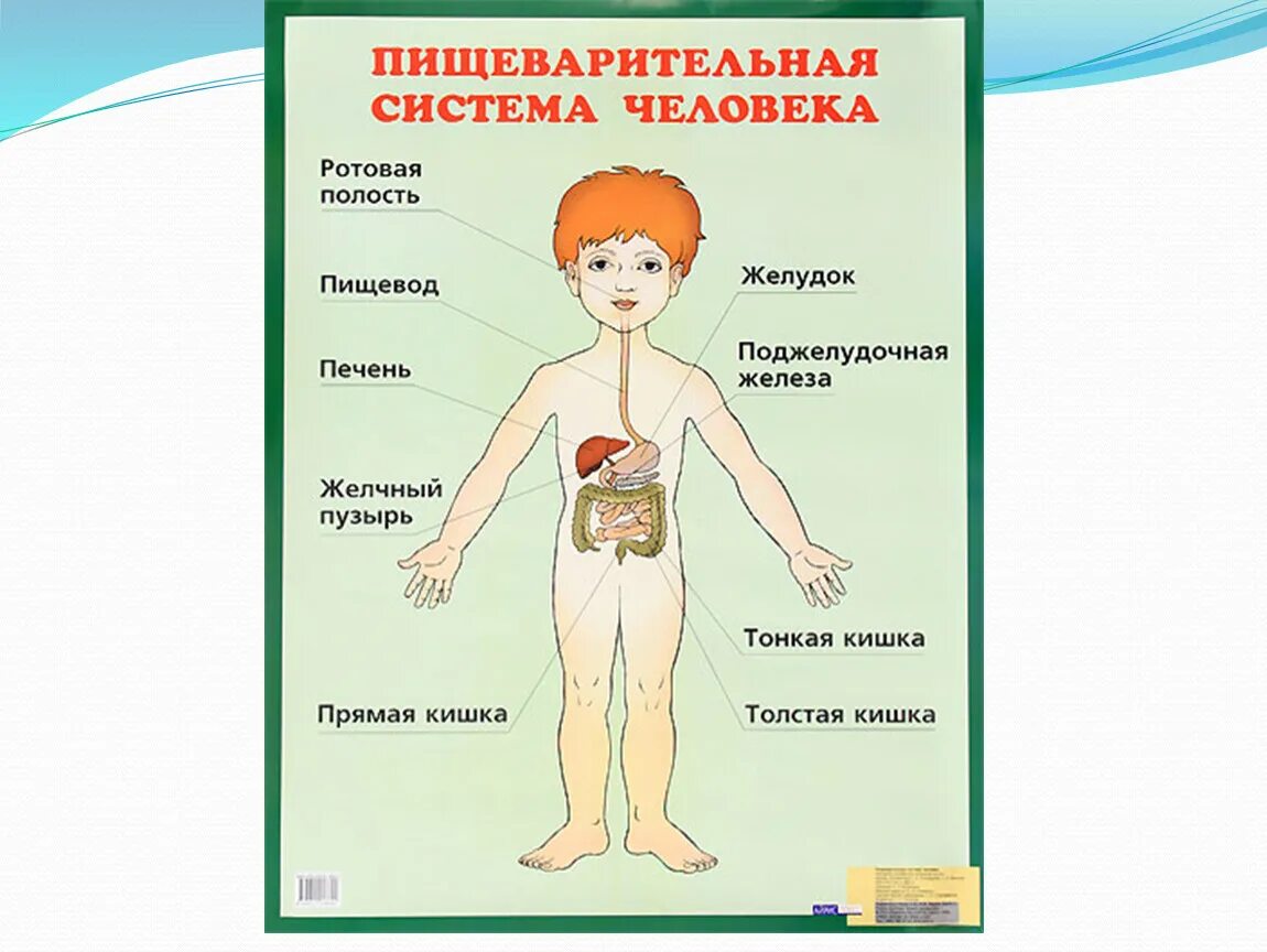 Как работает наш организм презентация 3 класс