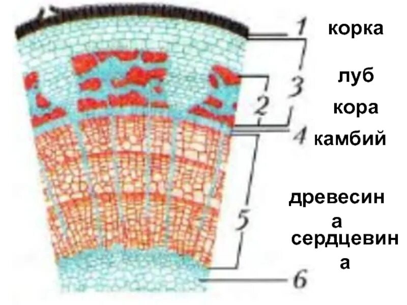 Поперечный срез побега липы