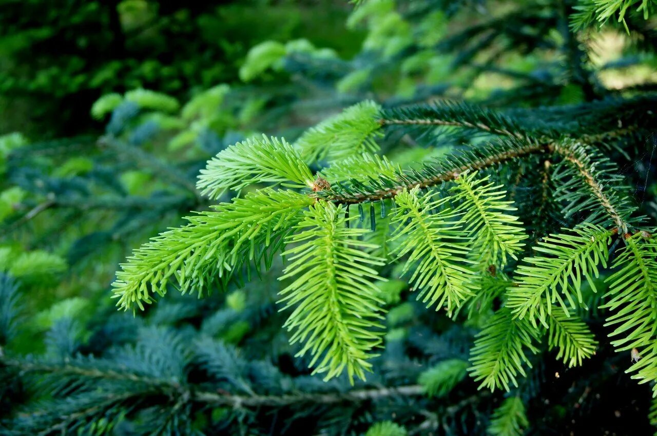 Yeni Yılda Süslenen Yılbaşı Ağaçları PeyzaX Herbs