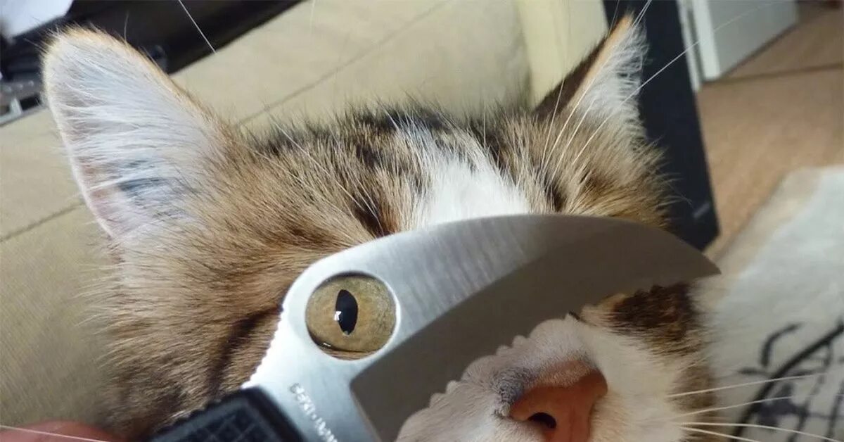 Кот грозит. Кот с ножом. Коты с ножиками. Опасный кот с ножом. Котенок с ножом.