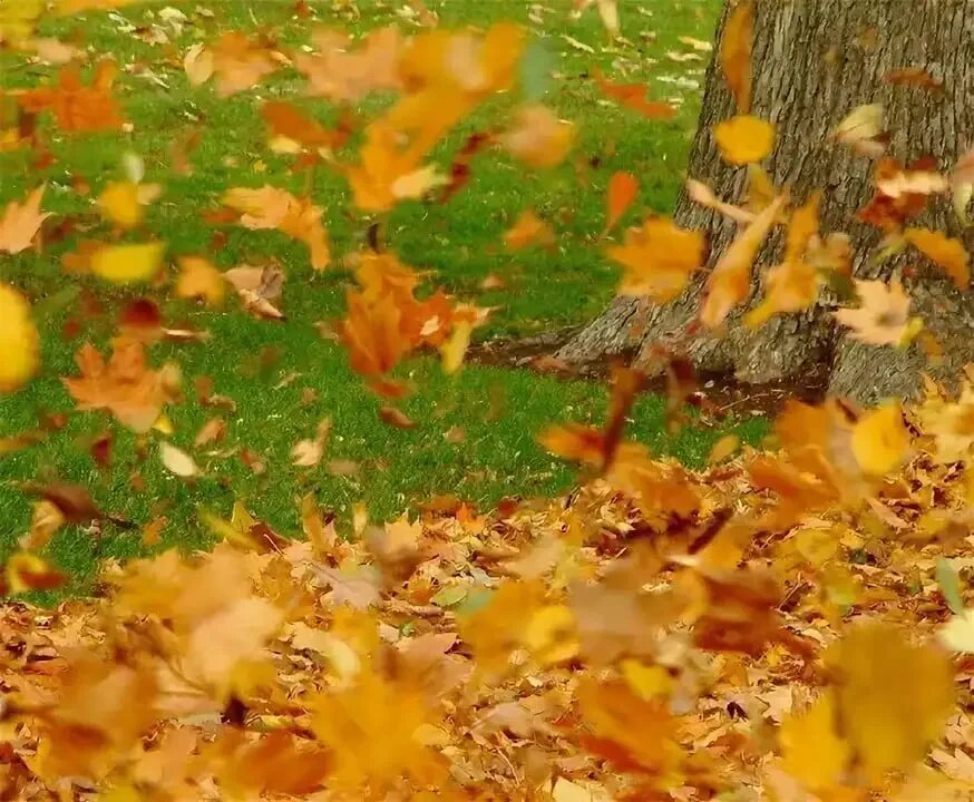 Листья кружатся. Осенний листопад. Осень листопад. Осень ветер листопад. Осень листьями кружит