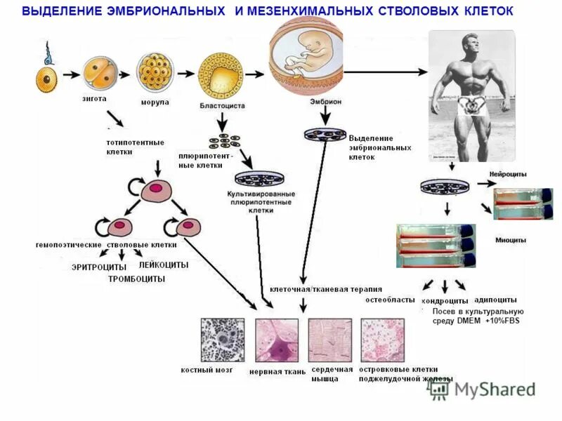 Эмбриональные стволовые клетки