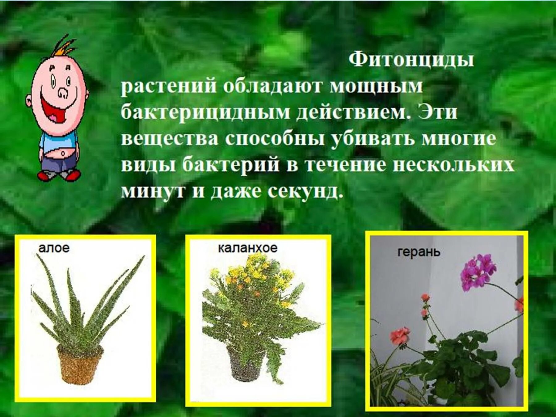 Как называется растение которое содержит