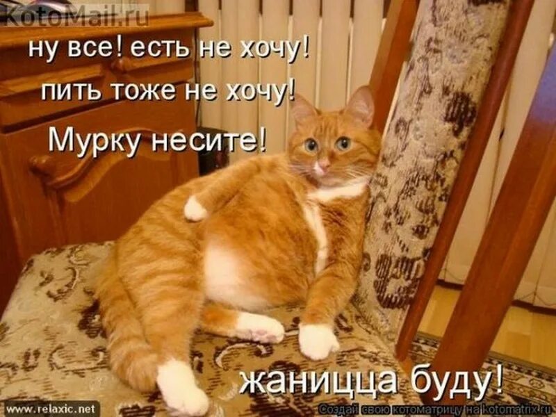 Твой хозяин есть. Коты с надписями. Котики приколы с надписями. Прикольные коты с подписями. Смешные картинки с котиками и надписями.