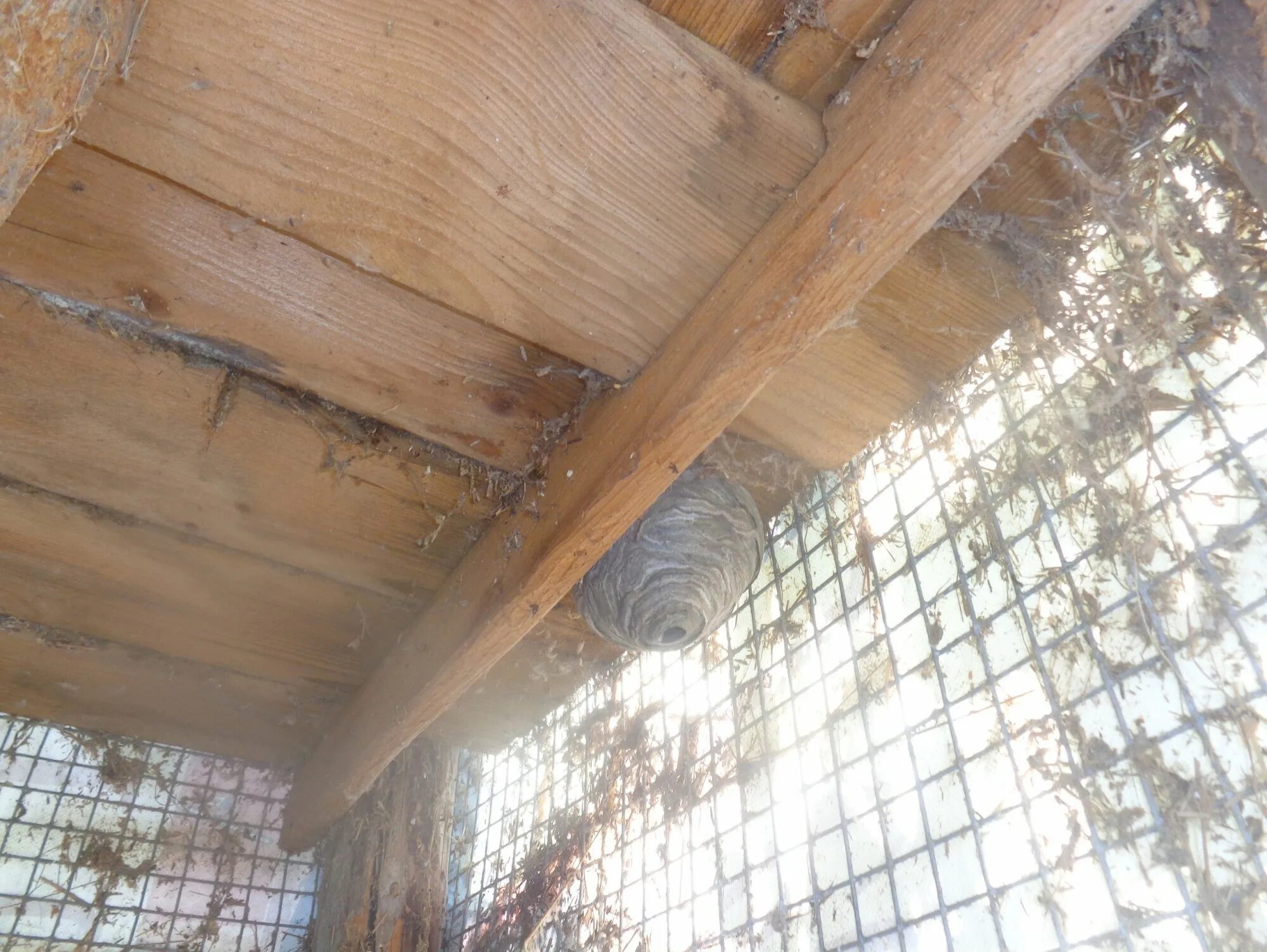 Пчелы для детской площадки. Кокон осиное гнездо. Осиное гнездо и пчелиное гнездо. Осиное гнездо телеграмм. Осиное гнездо телеграмм.