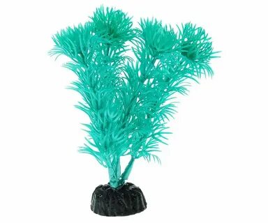 Plants 19