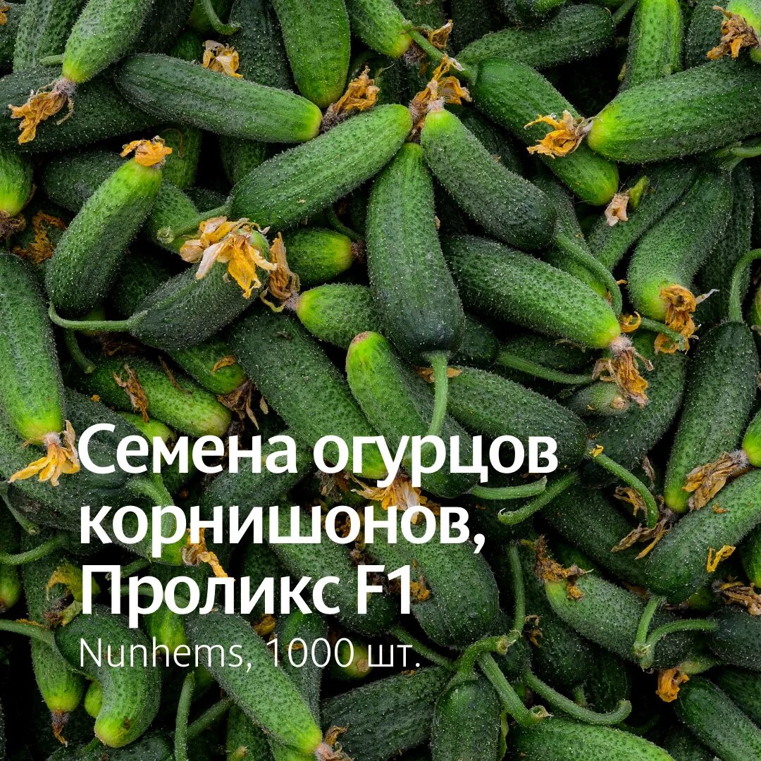 Огурец проликс f1