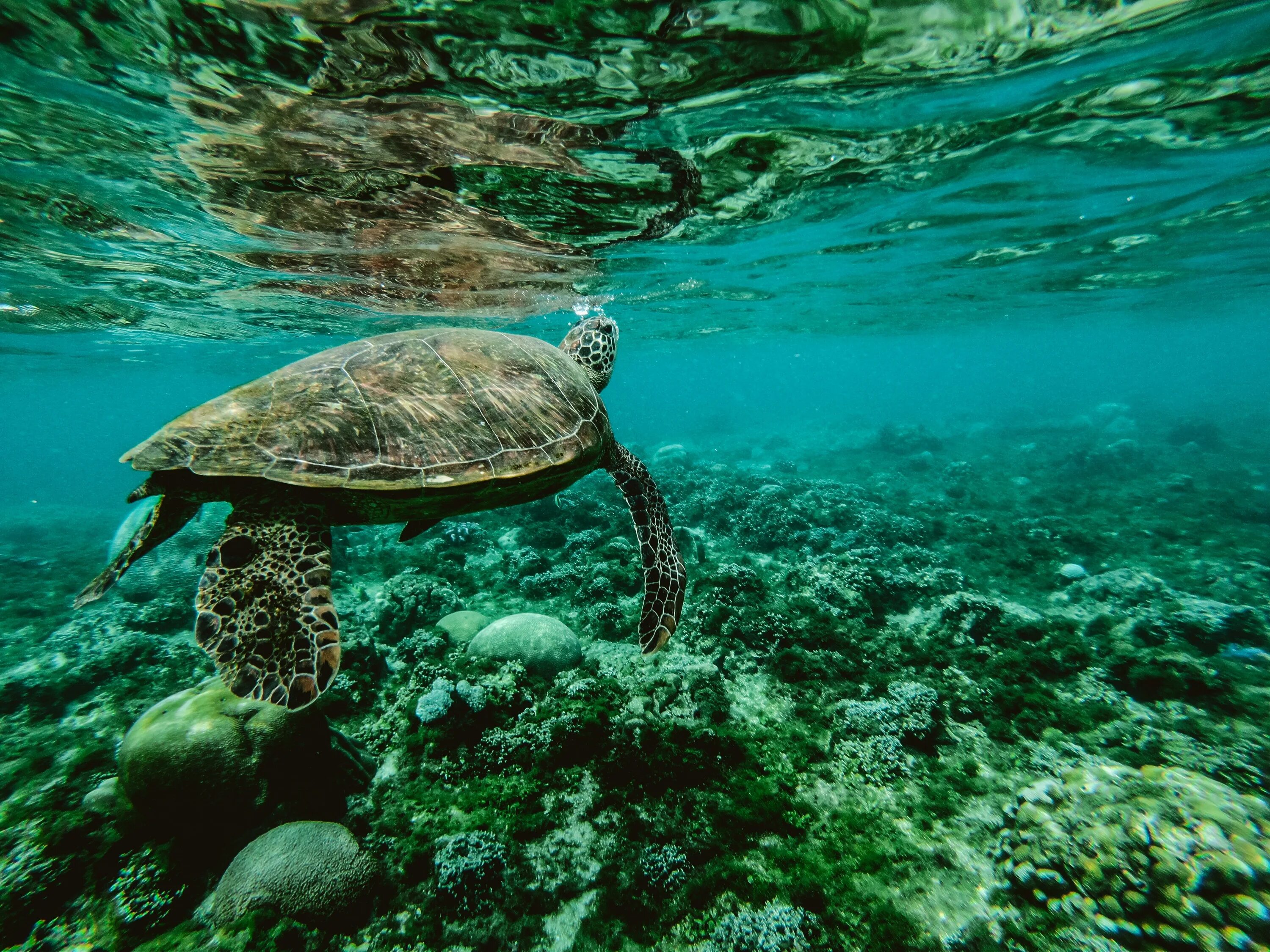 Черепаший риф Мальдивы. Морской заповедник Саут-Уотер-Кей,. Морская черепаха бисса. Галапагосские острова океан. Животные и растение океанов и морей