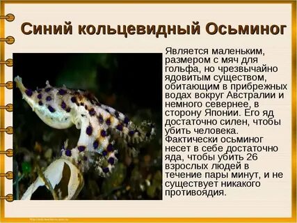 К ядовитым животным относится