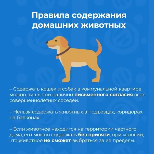 Содержание собак кратко. Содержание домашних животных. правила содержания домашних животных. правило содержание домашних животных. правила выгула домашних животных.