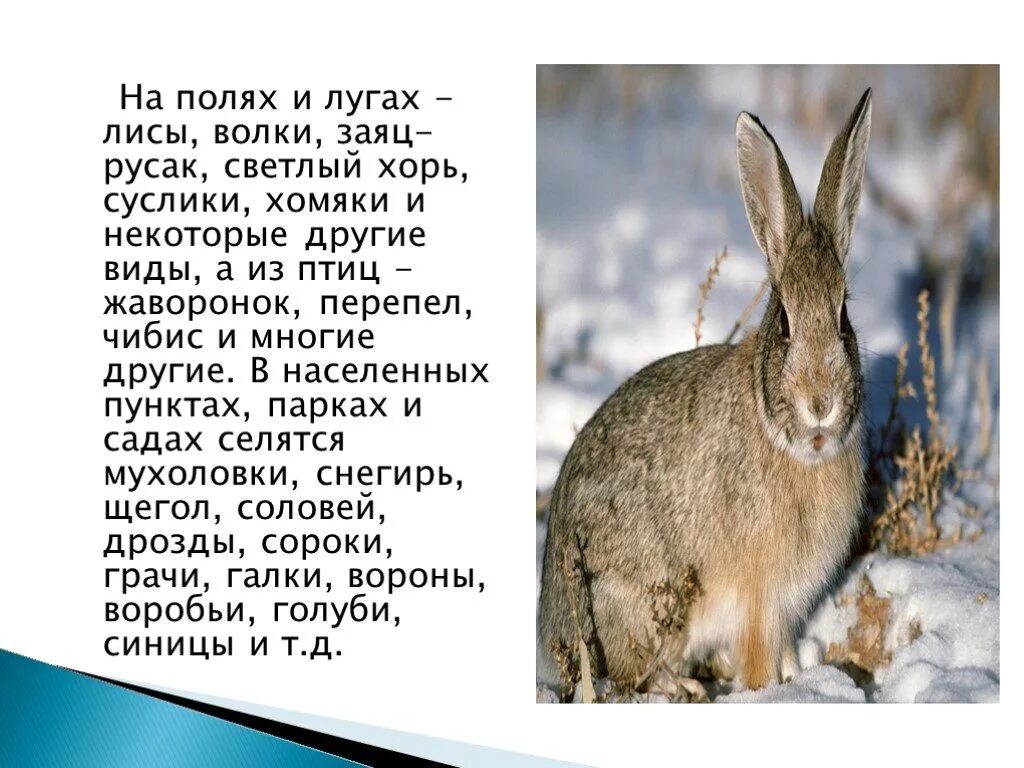 Зеленые рассказы беляк и русак. Рассказ про зайца русака и беляка. Книга зеленые страницы заяц Беляк и заяц Русак. Доклад про зайца. Уши зайца беляка и зайца русака.