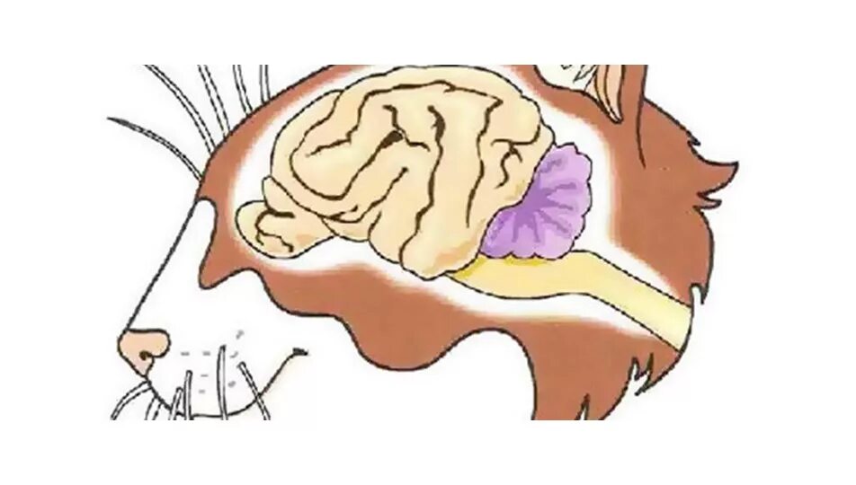 Мозг кошки. Строение мозга кота.