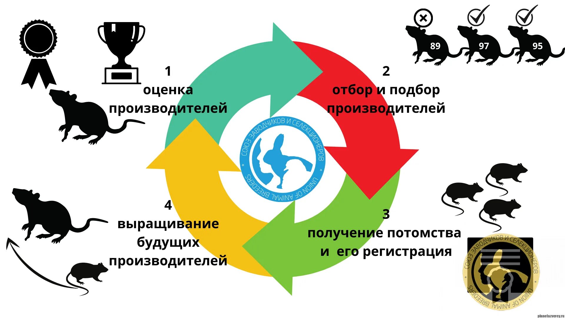 Методы улучшения пород кошек собак в клубах. Животные качества в человеке. Лидерство зверей. Чистопородное животное. Национального клуба породы схема.