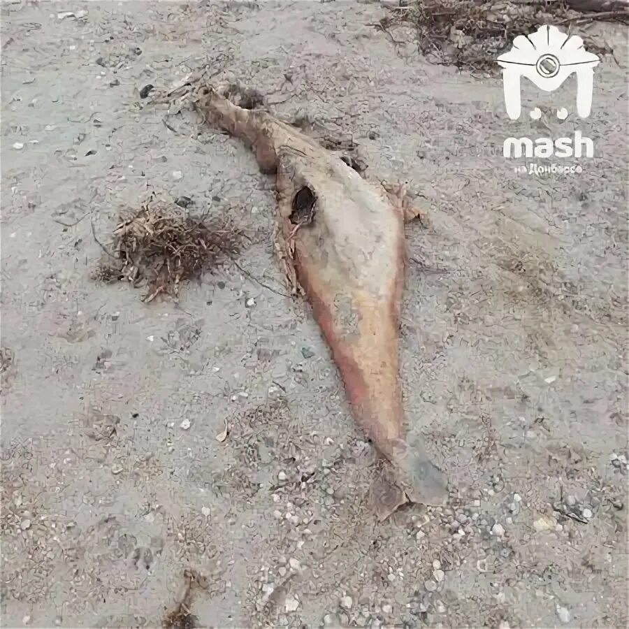 Мазут в черном море дошел до абхазии. Мазут в черном море дошел до абхазии