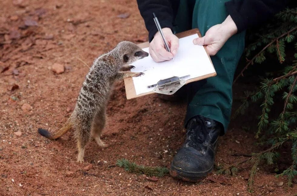Мониторинг диких животных. Подсчет животных. Сосчитать домашних животных для детей. Домашние животные задания для малышей. Сосчитай домашних животных.