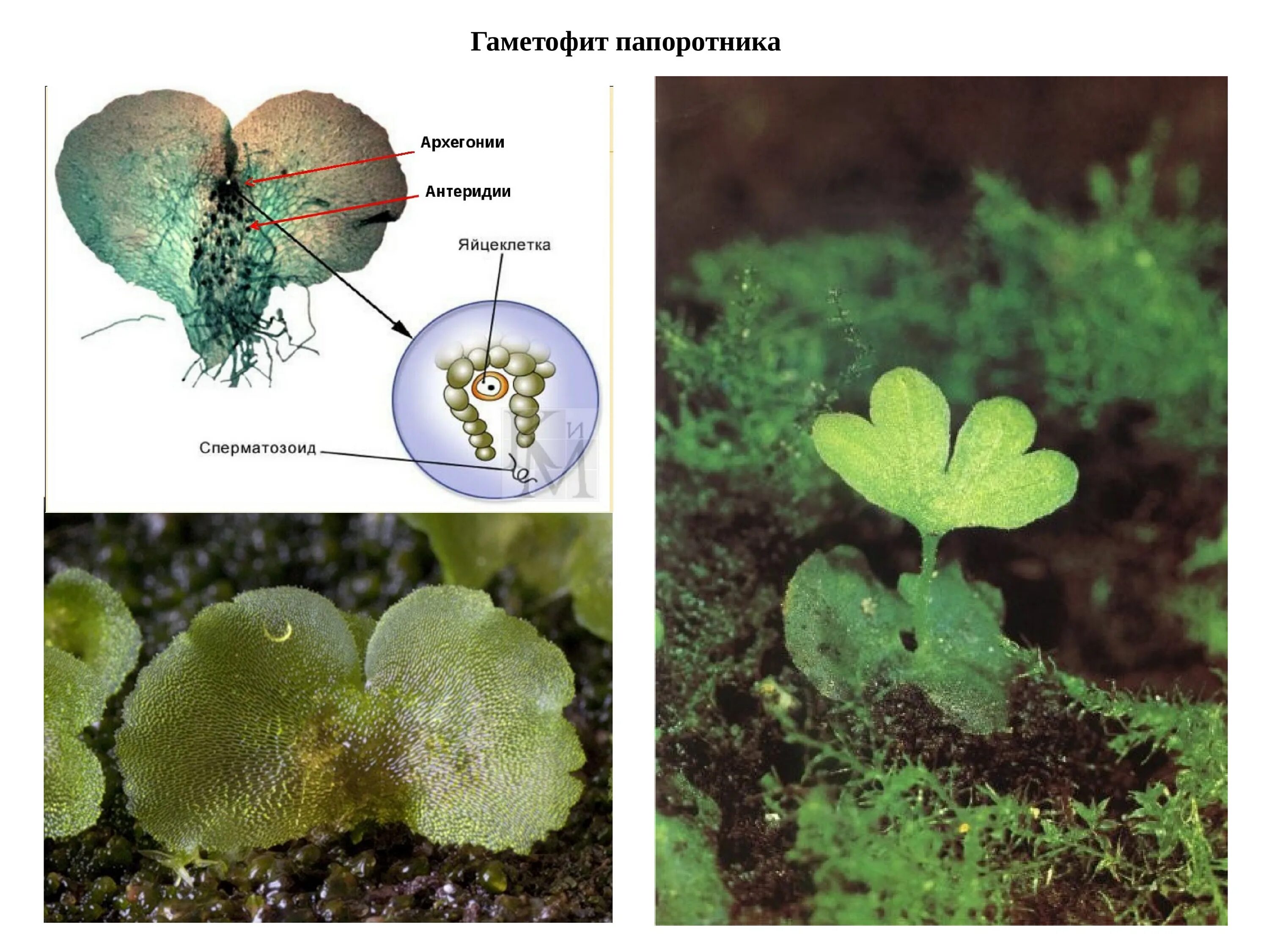 Заросток папоротника. Строение гаметофита папоротника. Заросток папоротника орляка. Заросток гаметофит папоротника. Гаметофит папоротников развивается из