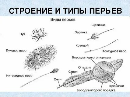 Формула пера
