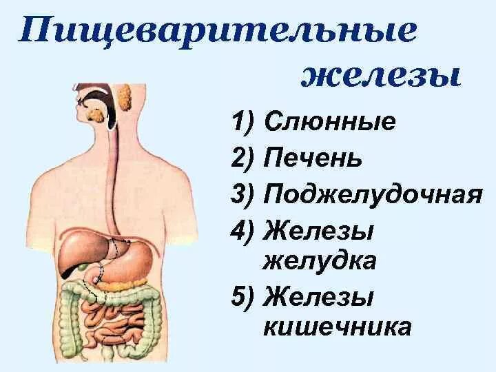 Строение пищеварительной системы пищеварительные железы. Функции пищеварительной системы анатомия. Пищеварительная система и железы рисунок. Крупные пищеварительные железы строение и функции. Больших пищеварительных желез