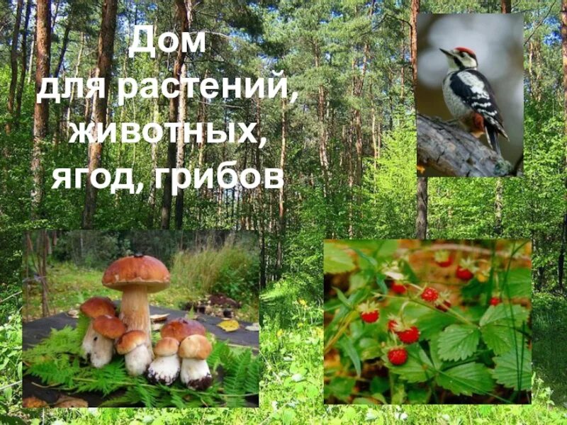 Лес дом для растений животных. Дом для растений животных грибов. лес дом для растений животных грибов. знак дом для растений животных грибов. животные грибы и растения в лесу.