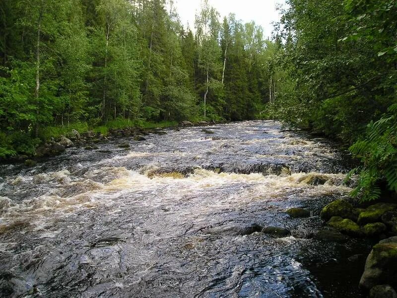 Река сума Карелия. Река сума Беломорский район. Карелия речка сум. Сума река в Карелии Падун.