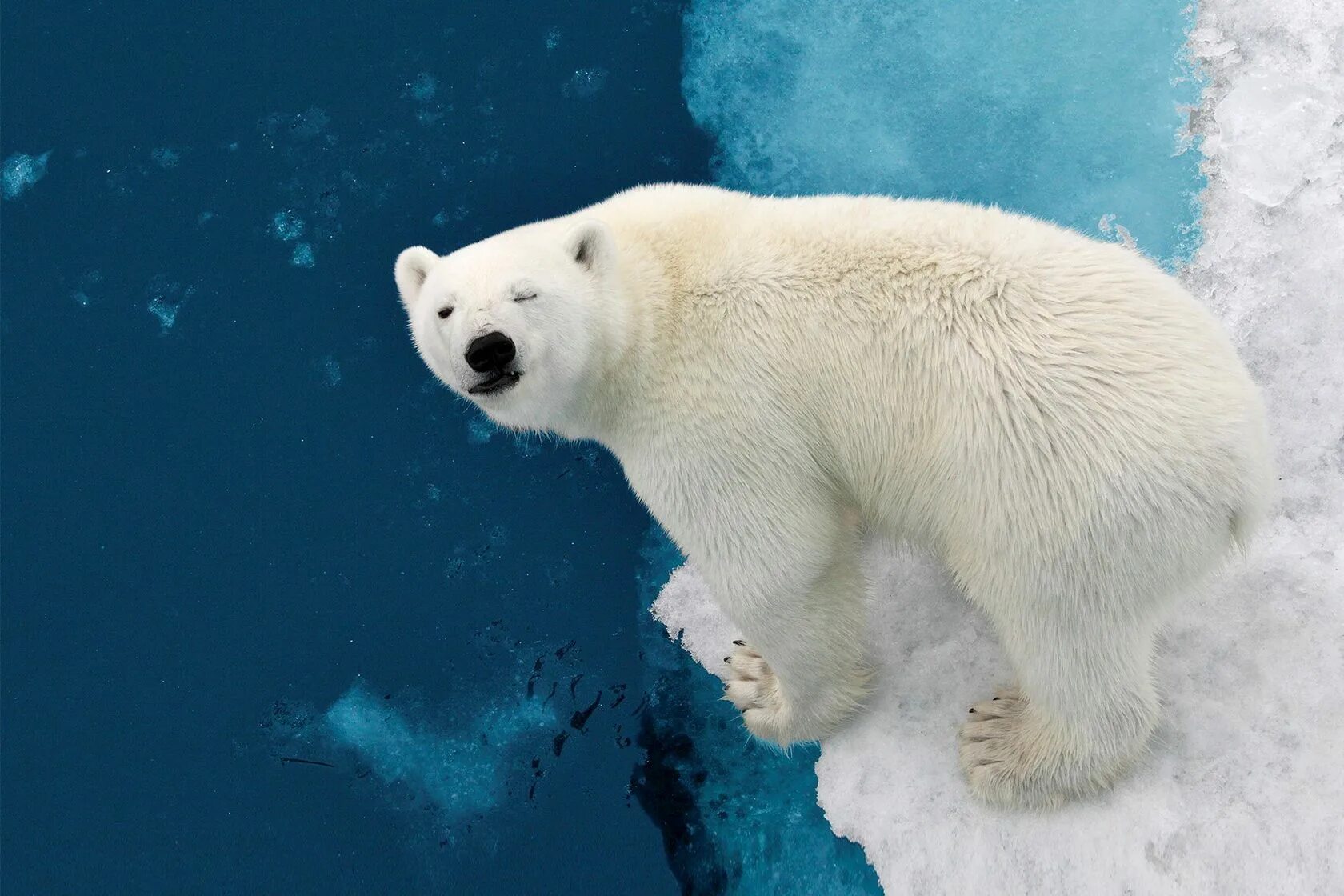 На следующей странице представлены фотографии белого медведя. Белый медведь сверху. Белый медведь вид сверху. Белый медведь машет. Белый медведь красивое фото.