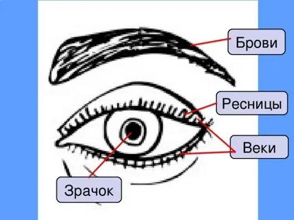 Веки функции