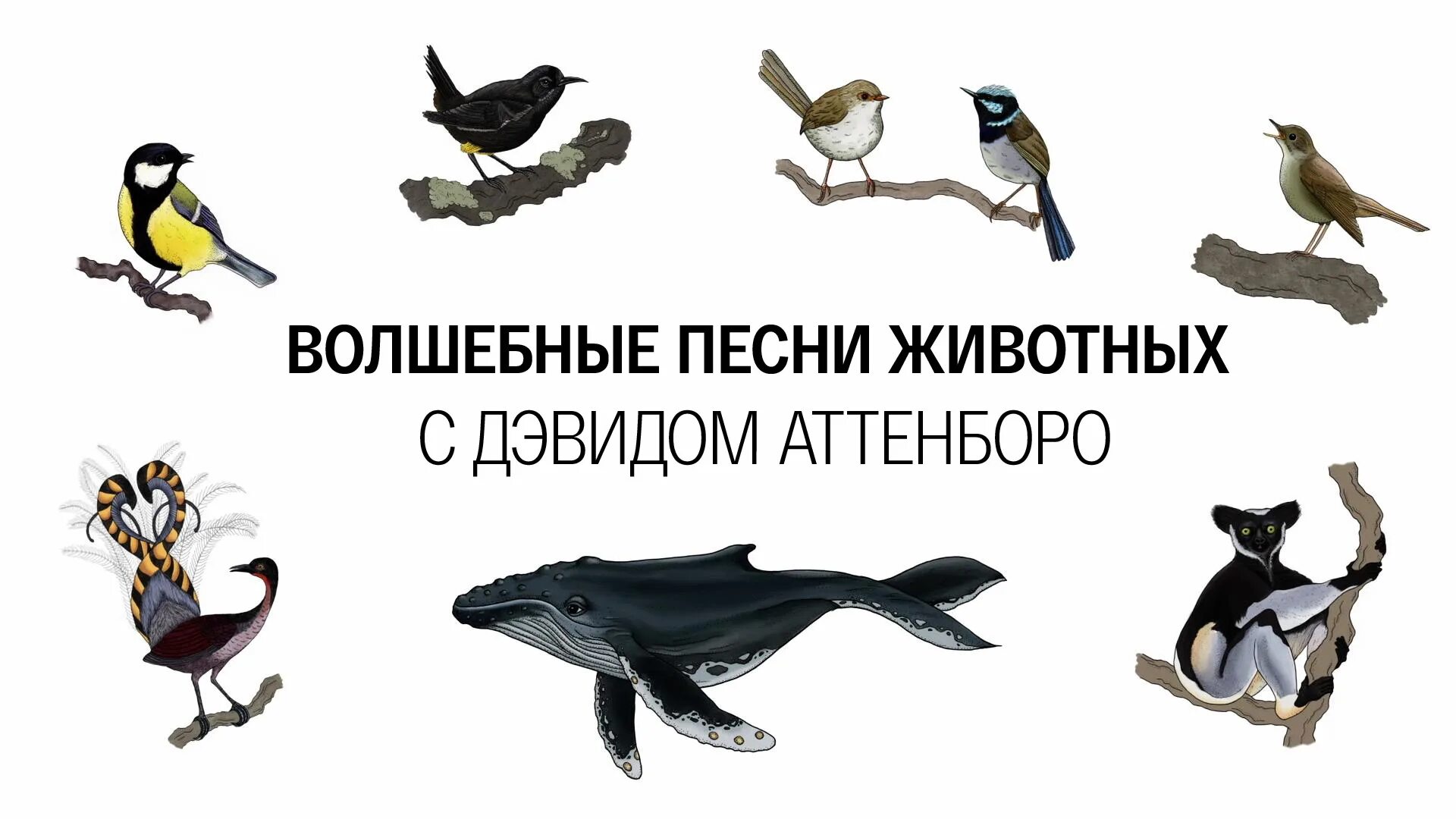 Песнь животных. Волшебные песни животных с дэвидом аттенборо.