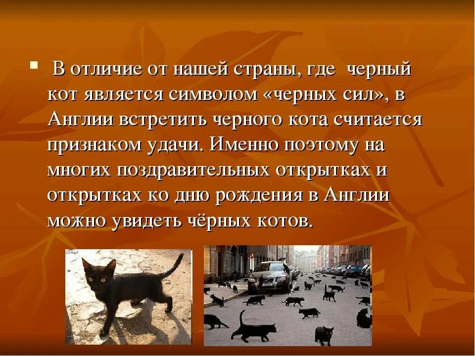 Год кота приметы. Кошки приметы и суеверия. суеверия о кошках. черный кот примета. суеверия о животных.