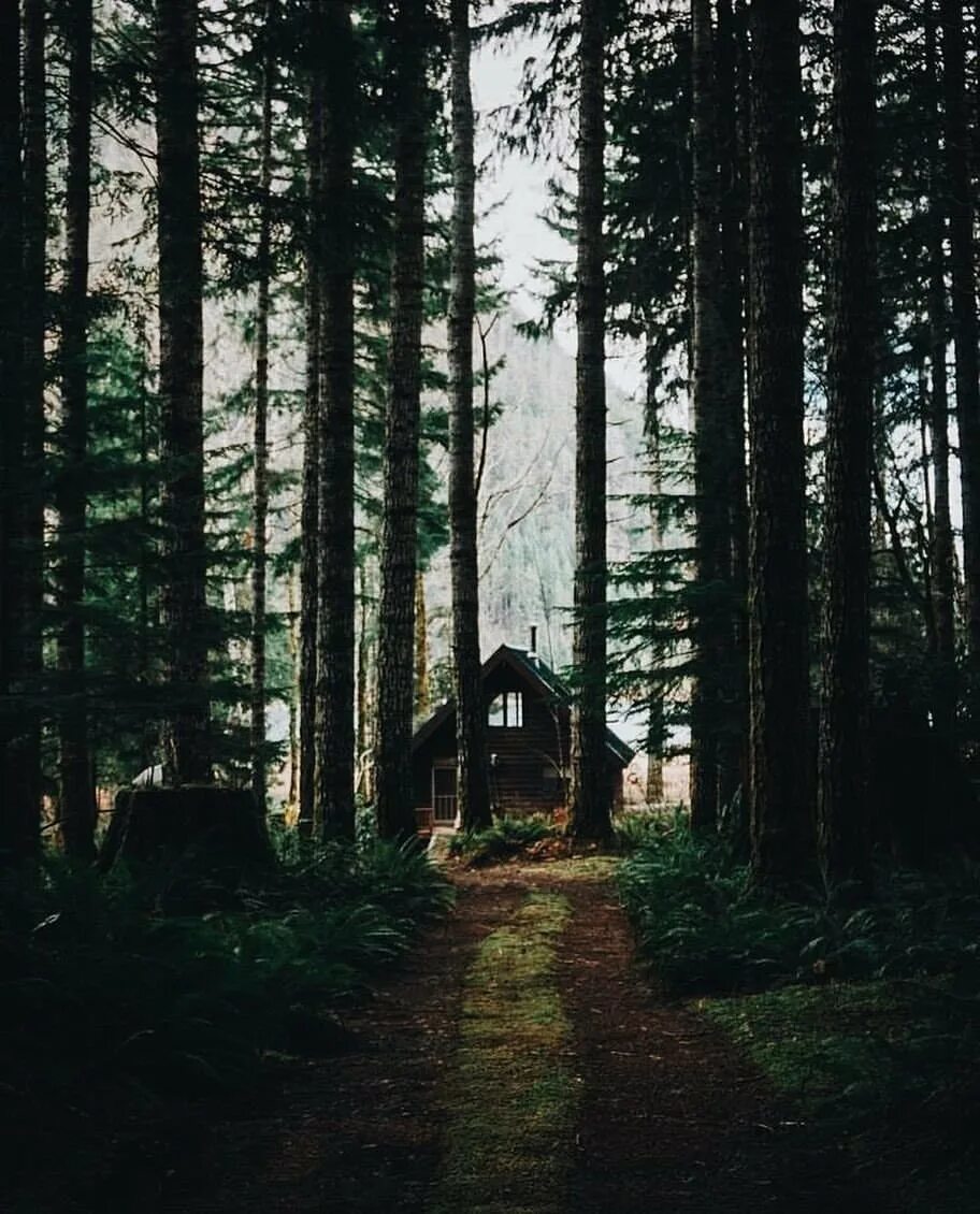 Где то среди леса среди леса. In the Cabin Woods Хижина в лесу Cabin. Домик в лесу. Дом в лесу. Домик в хвойном лесу.
