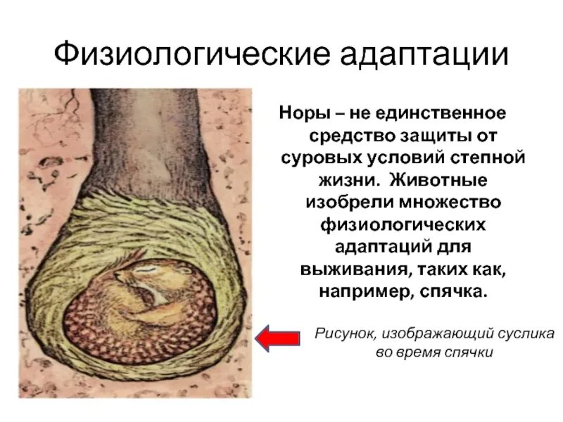 Физиологические приспособления животных. Физиологические адаптации. Физиологические адаптации животных. Физиологический Тип адаптации.