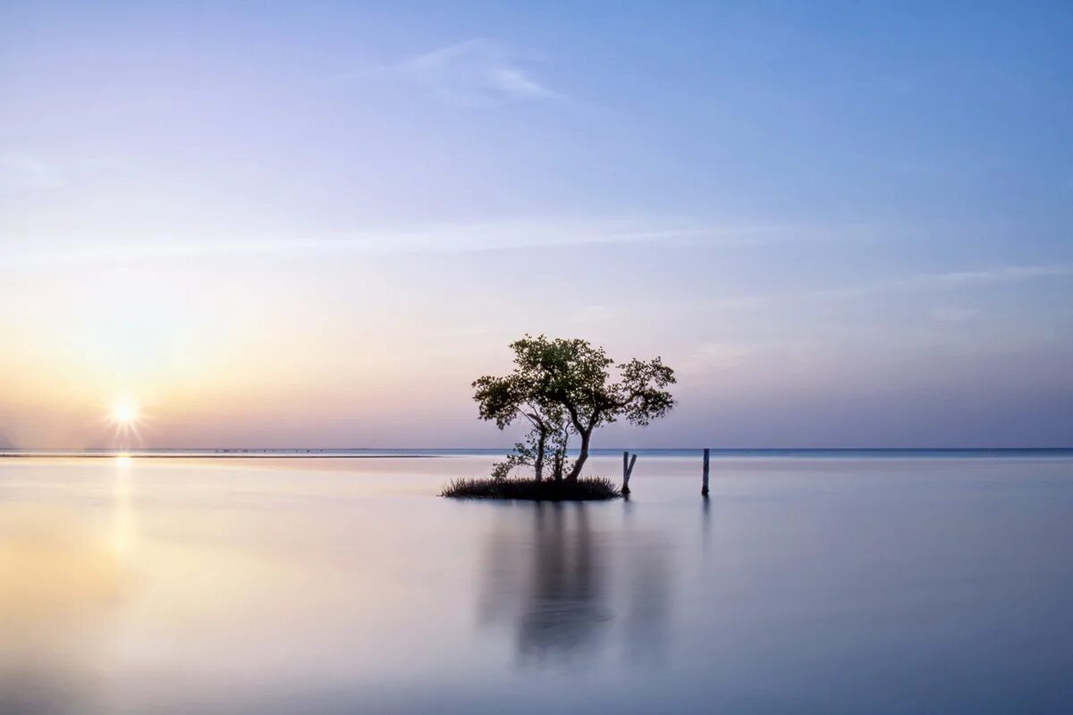 Last tree. Last tree