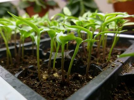 Уход за рассадой перца после всходов