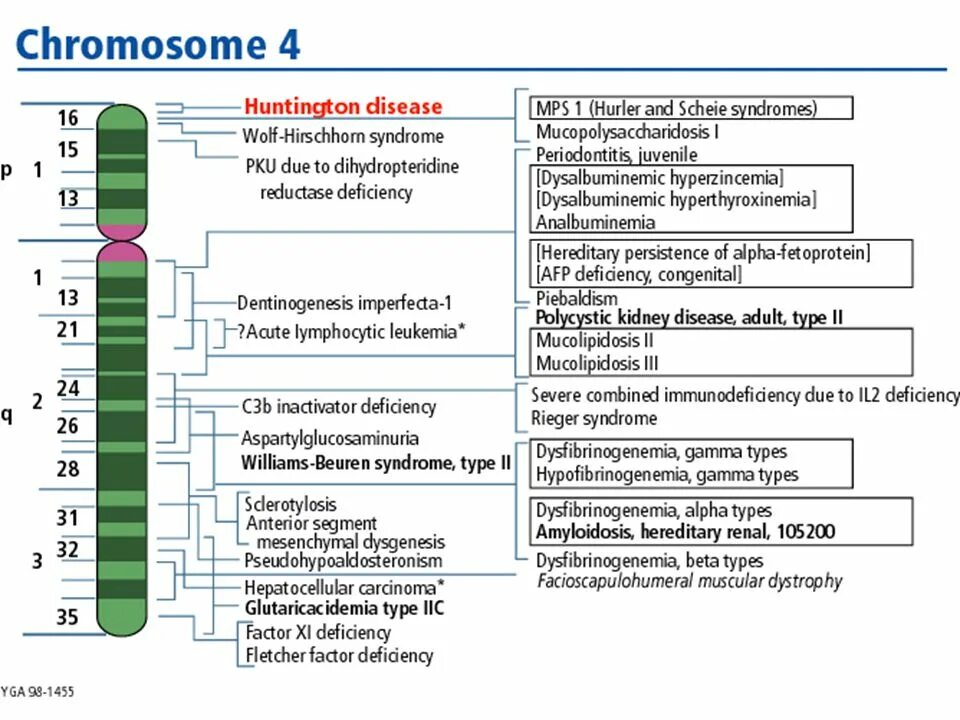 4 хромосома заболевание. Chromosome. Chromosomal diseases. 4 Chromosome. Chromosomes disease.