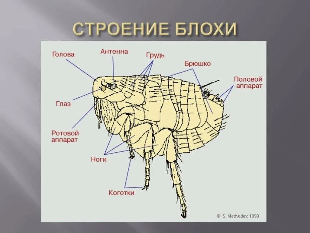 Блоха задание егэ
