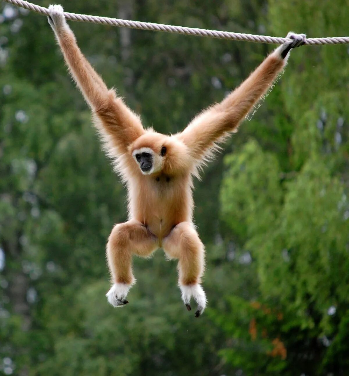 Monkey climb