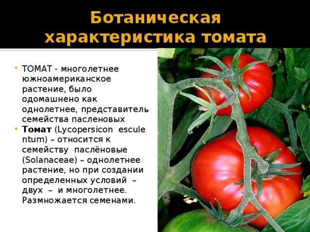 К какому растению относится помидор