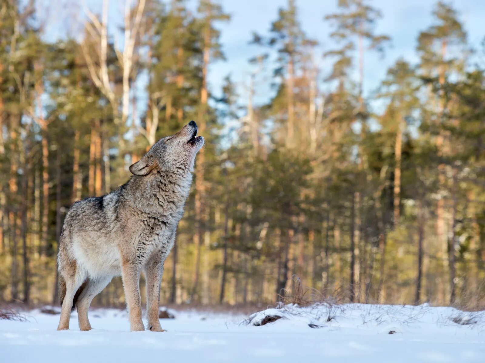 Таёжный волк Сибири. Волк в тайге. Волк зимой в лесу. Животные тайги волк. Волк в какой природной зоне