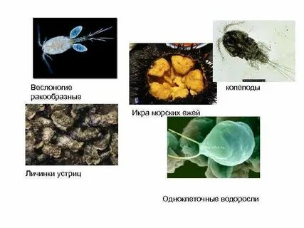 Тест организмы