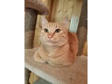 Рыжие коты в москве